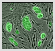 Cellule souche